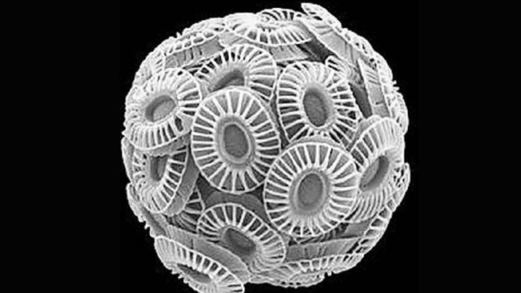 How oceanic phytoplankton influence cloud formation and global climate through aerosols