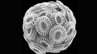 How oceanic phytoplankton influence cloud formation and global climate through aerosols