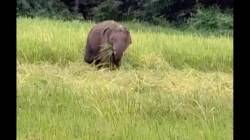 सावंतवाडी: ओंकार हत्तीचा धुमाकूळ, शेतीचे मोठे नुकसान; ग्रामस्थ आंदोलनाच्या तयारीत