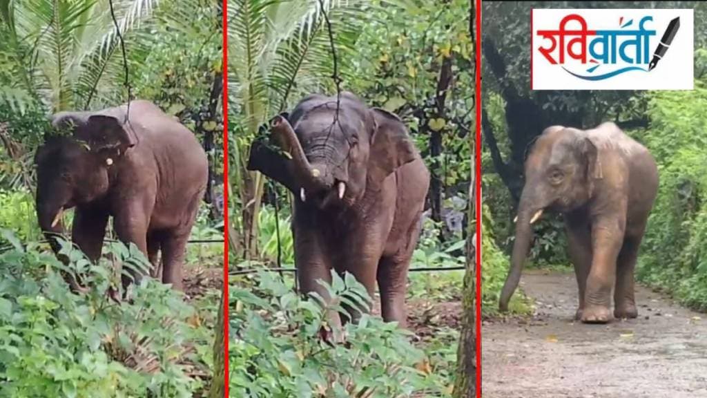 Omkar elephant returns to sindhudurg forests