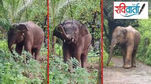 Omkar elephant returns to sindhudurg forests