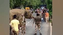 ओंकार हत्ती: ‘नमस्कार, चमत्कार’ आणि वनवरिष्ठ अधिकारी लोकांचा ‘वेट अँड वॉच’!