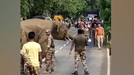 Forest officers halt capture mission of elephant Omkar in Dodamarg Sindhudurg Forest officers halt capture mission of elephant Omkar in Dodamarg Sindhudurg