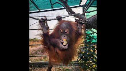 orangutan will soon return to Indonesia from Vantara