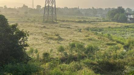 paddy farms paddy farms