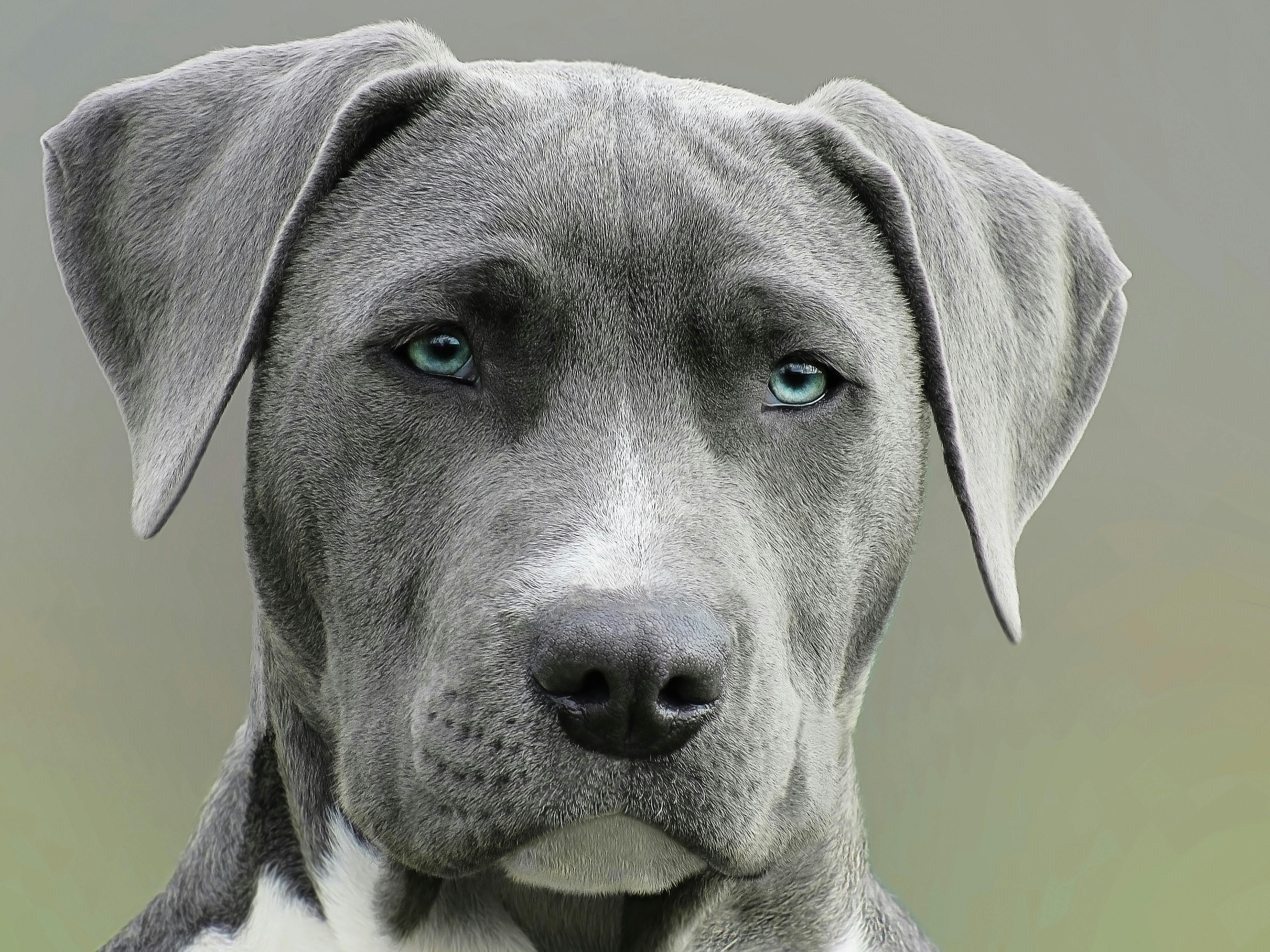 global dog population