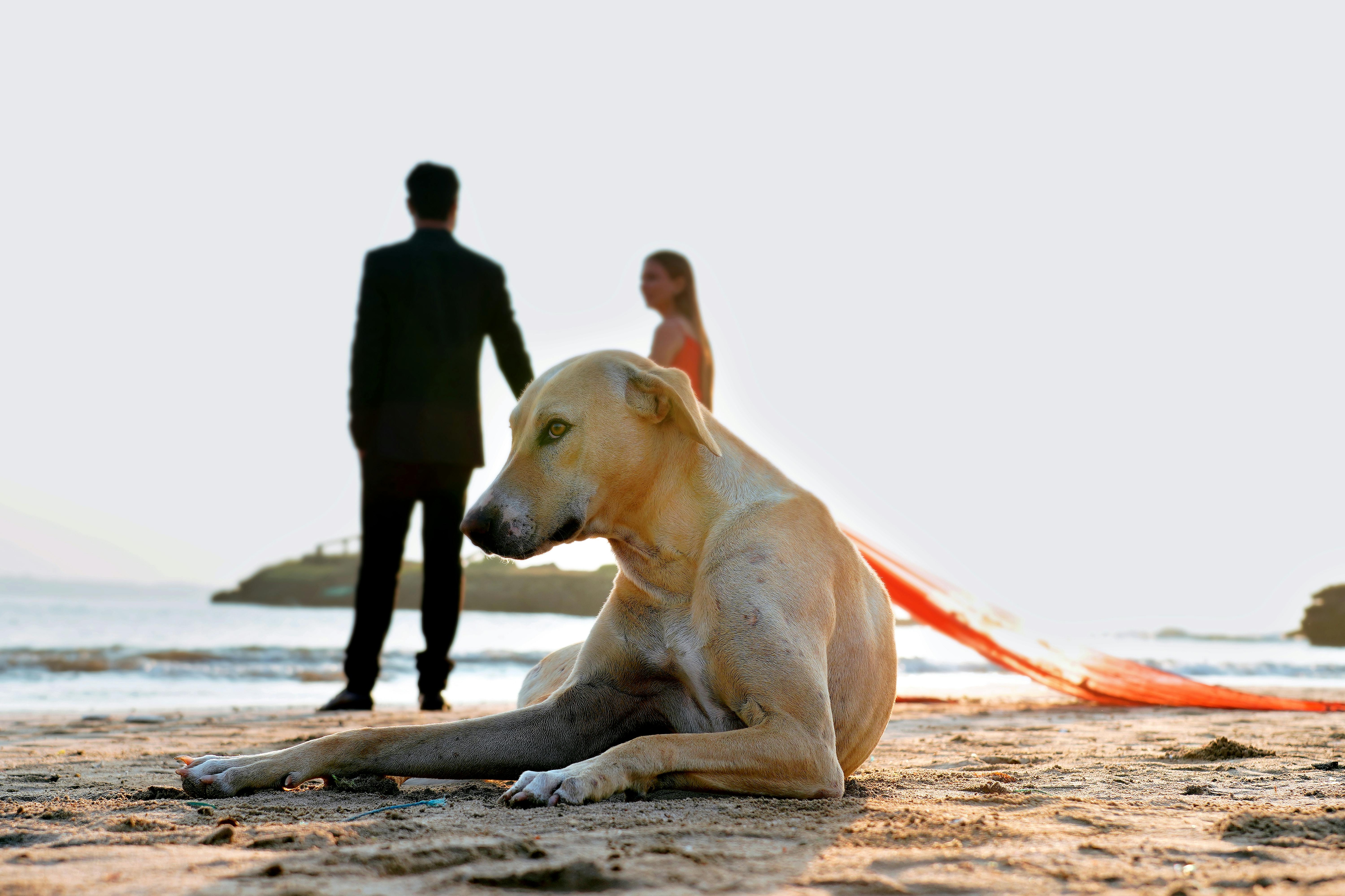 global dog population
