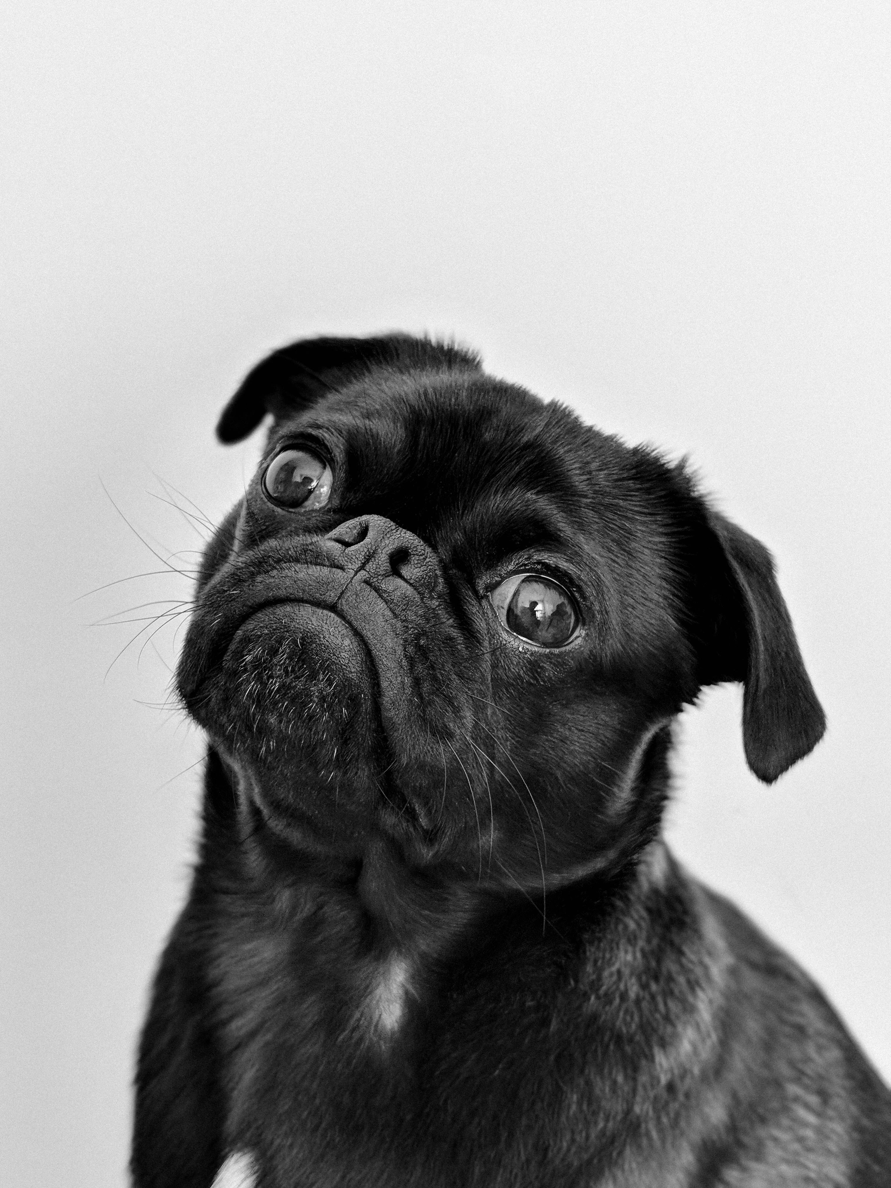 global dog population