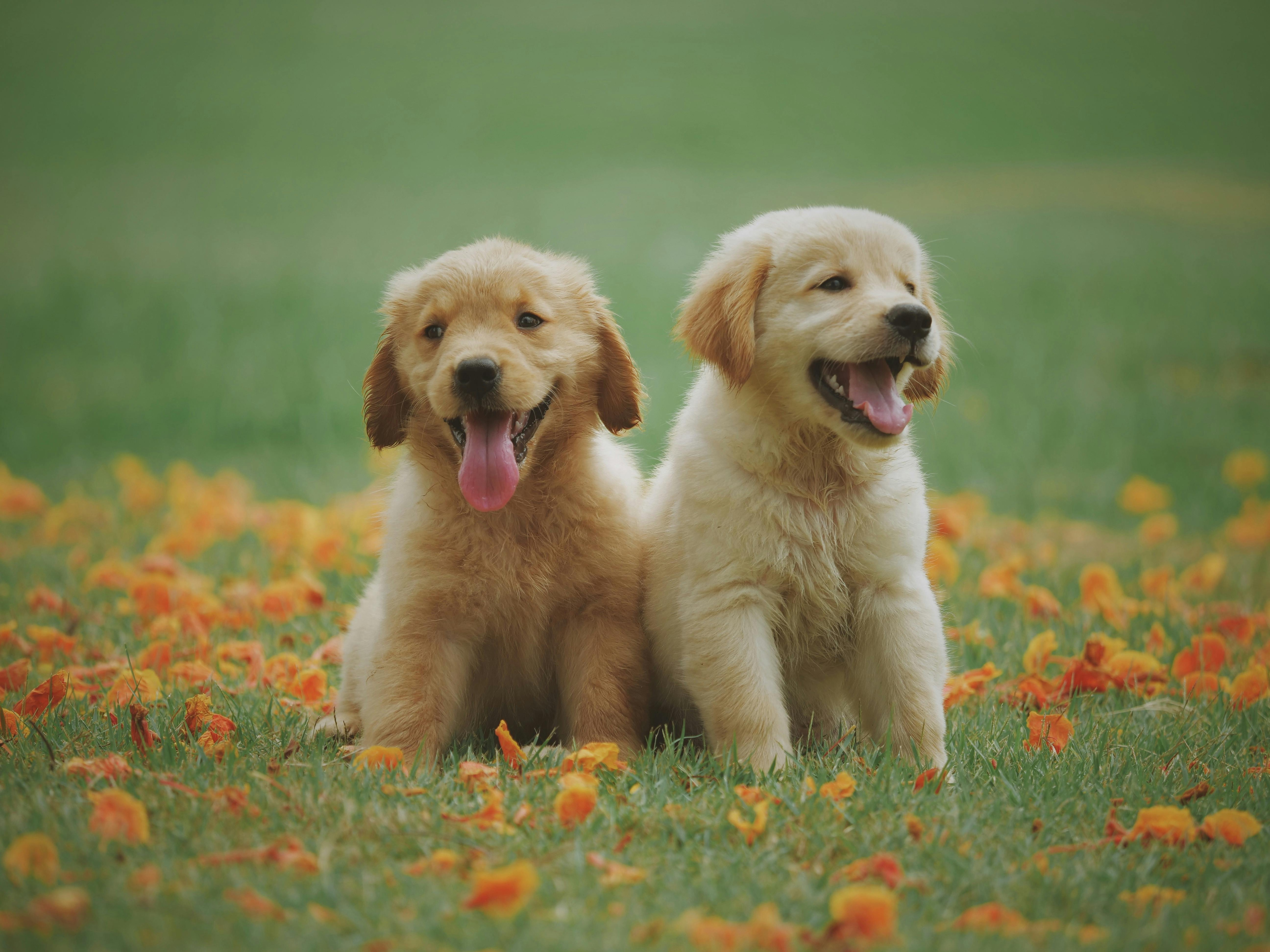 global dog population