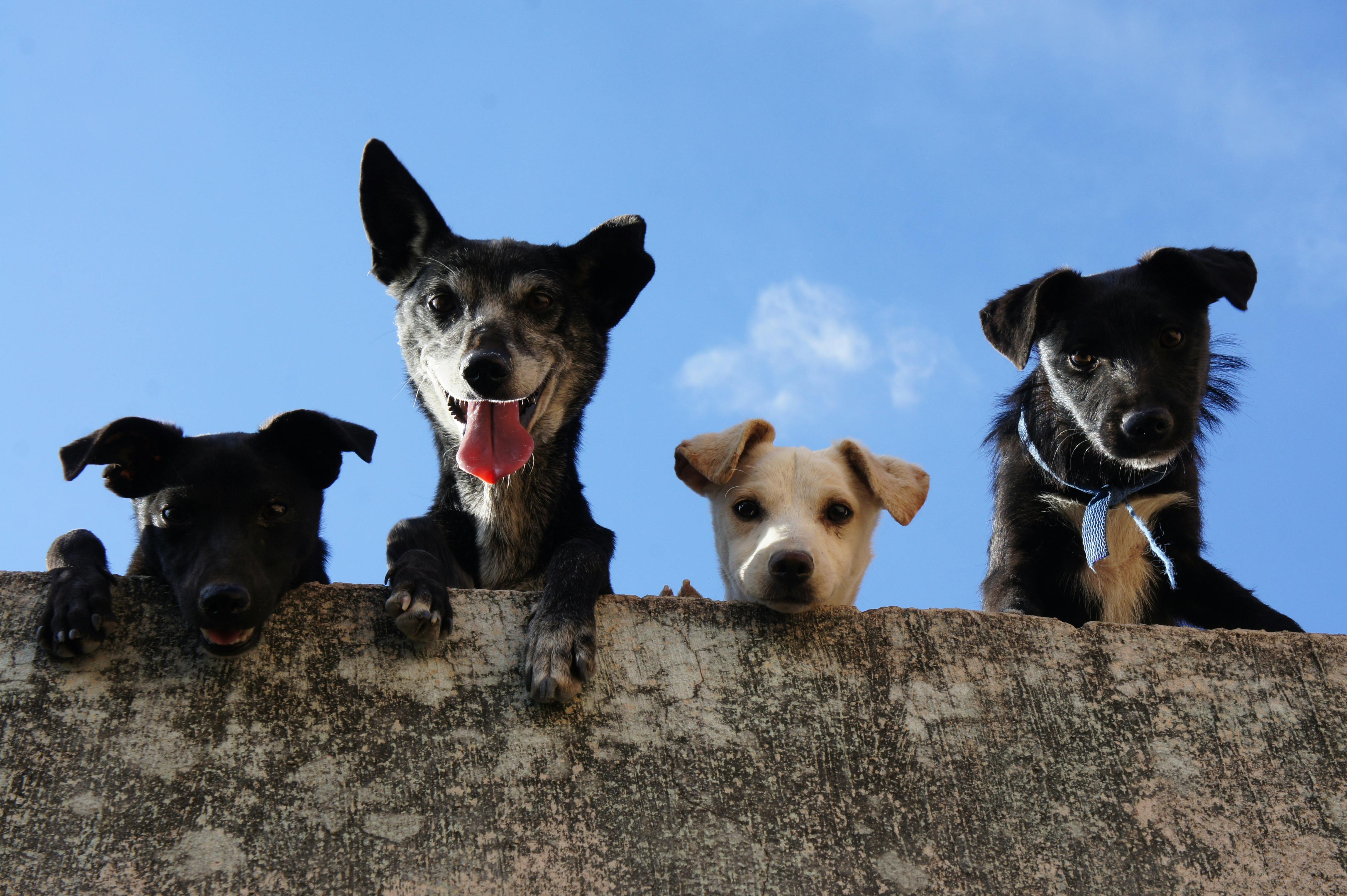 global dog population