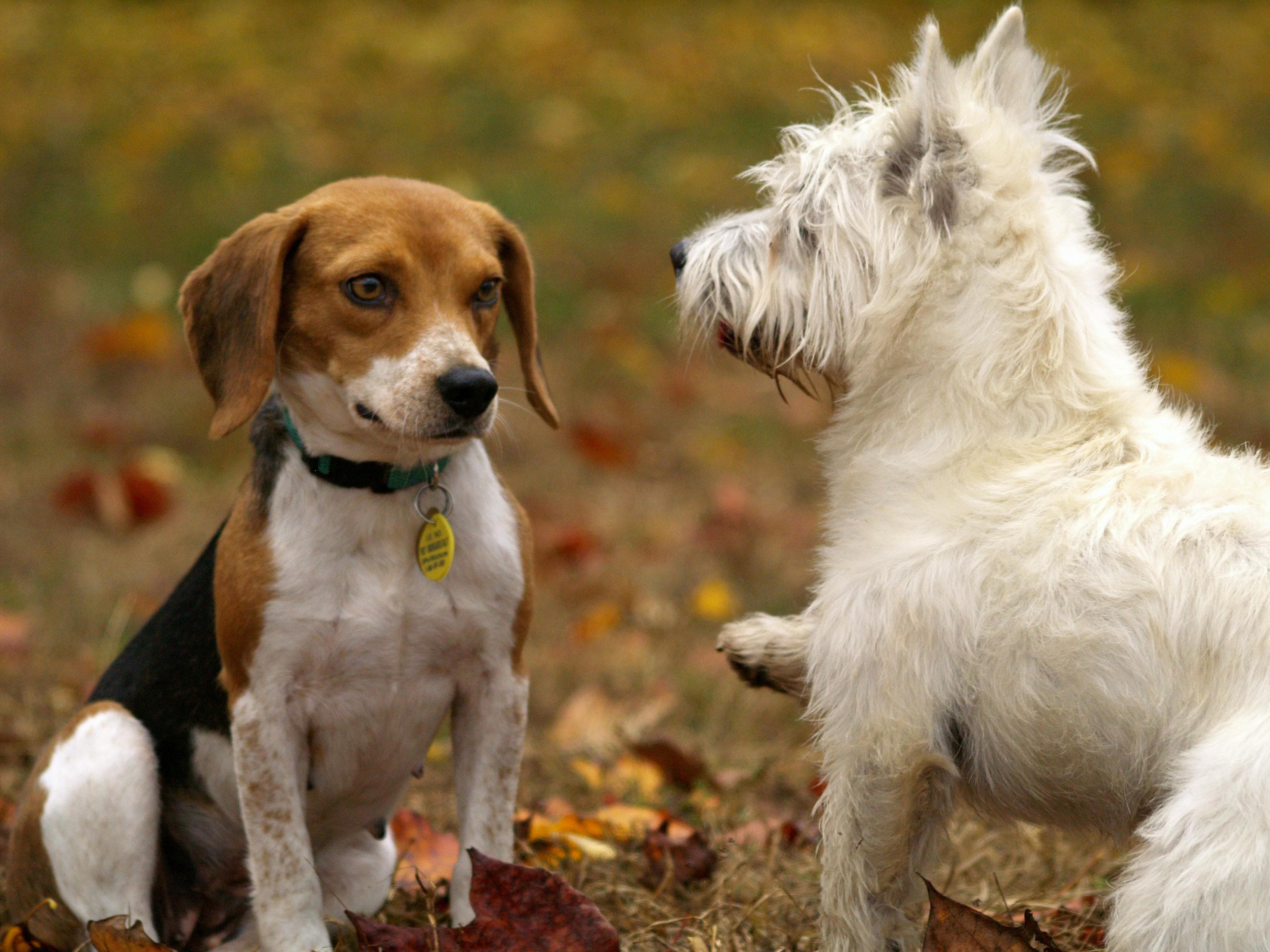 global dog population