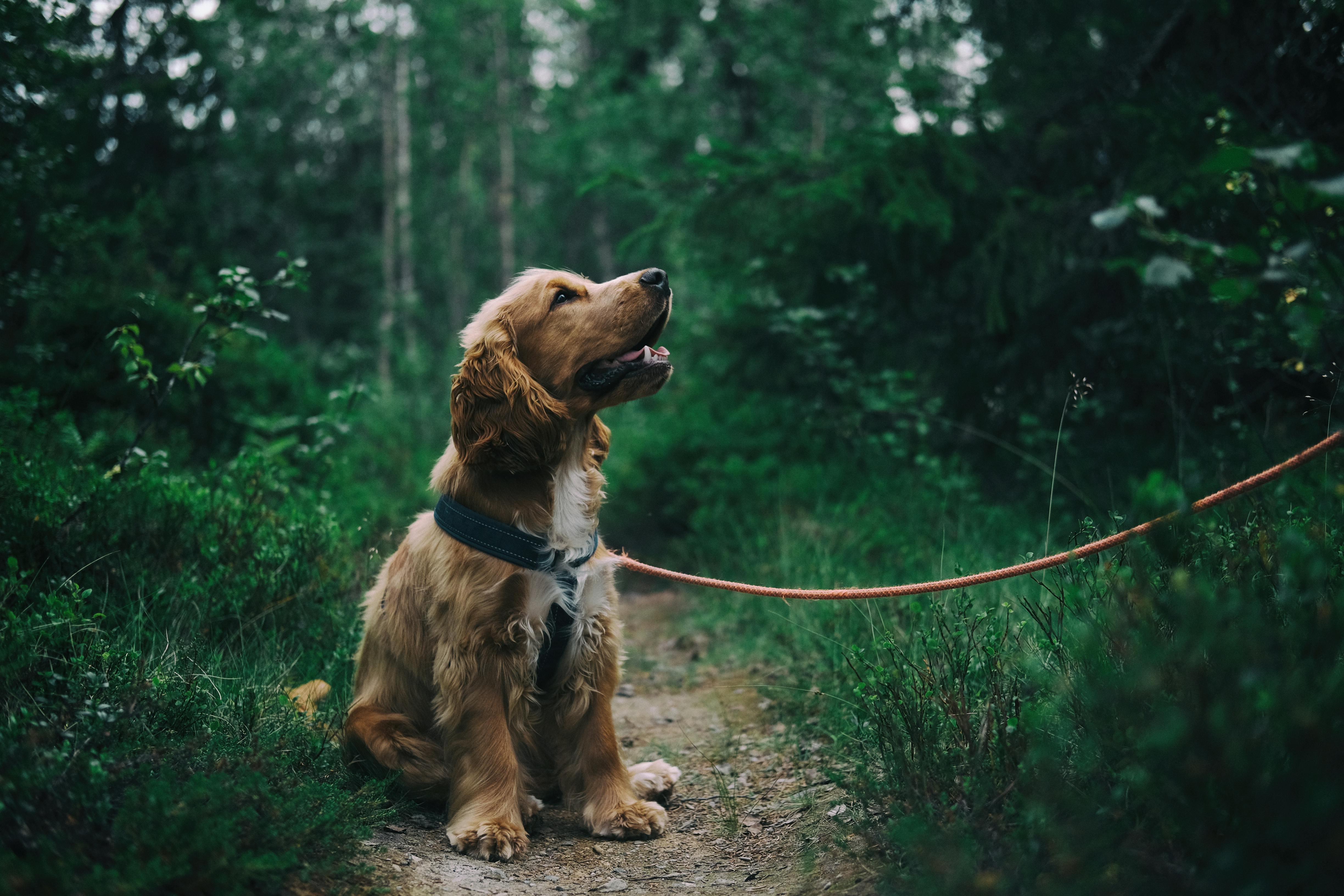 global dog population