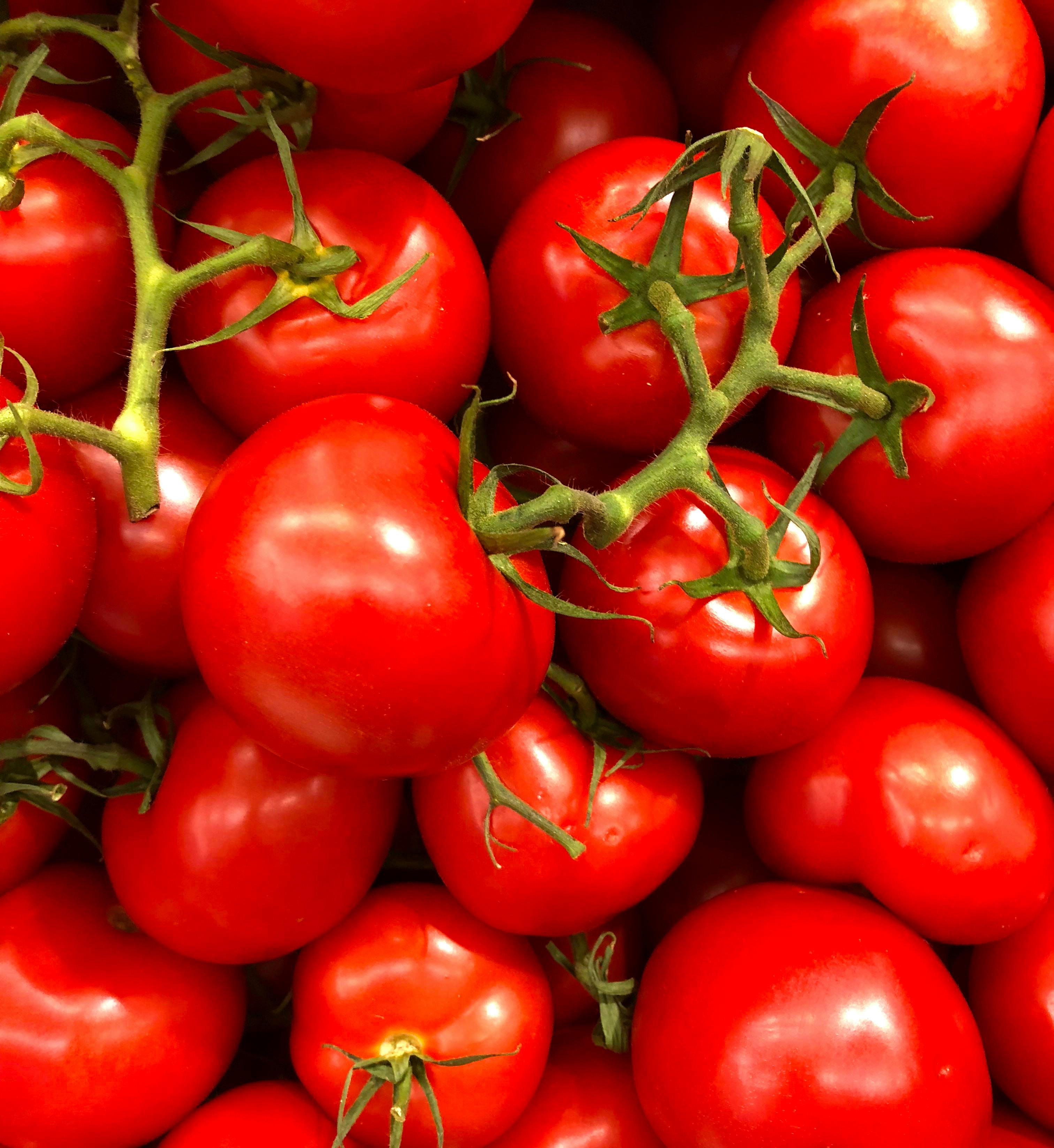tomato history