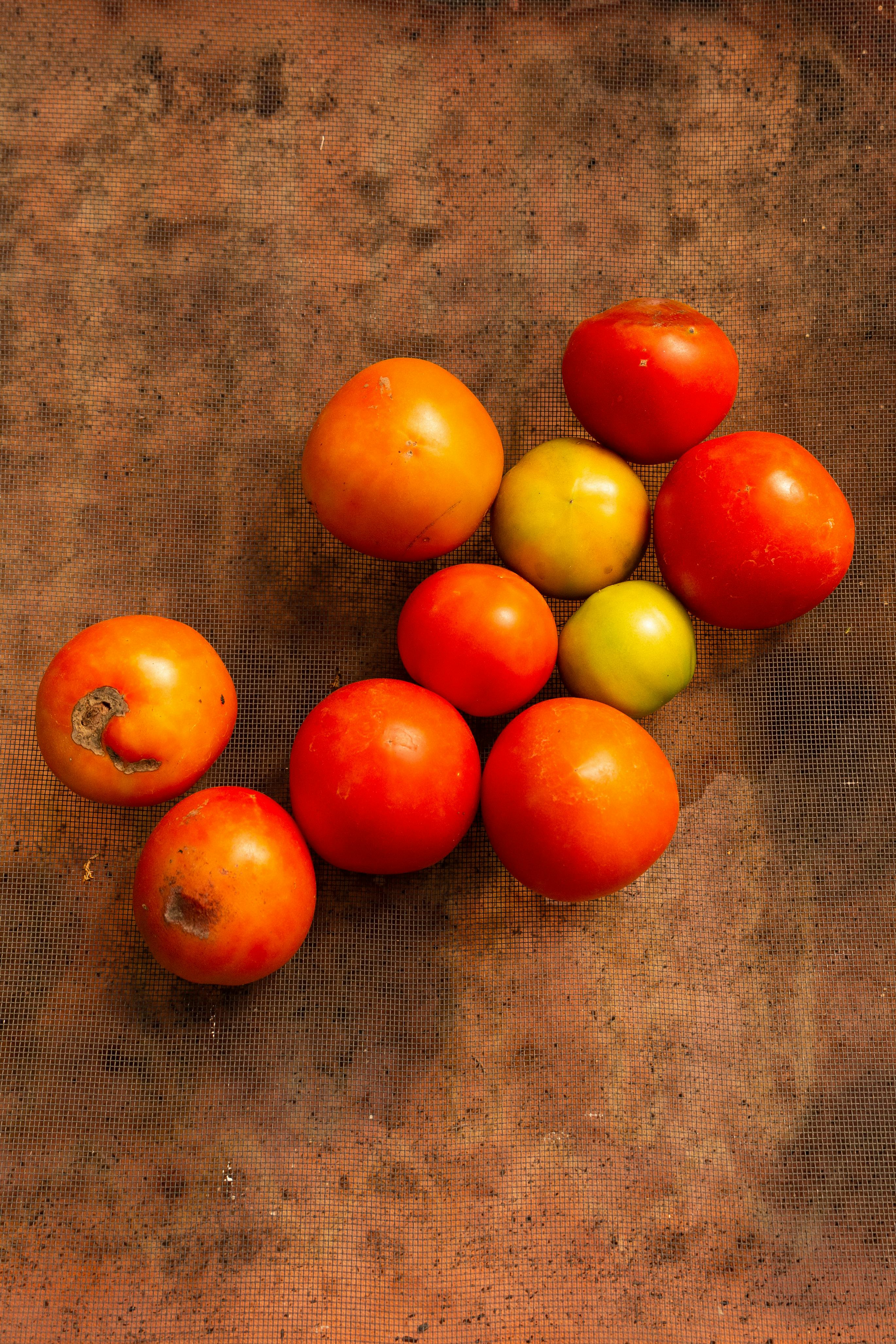 tomato history