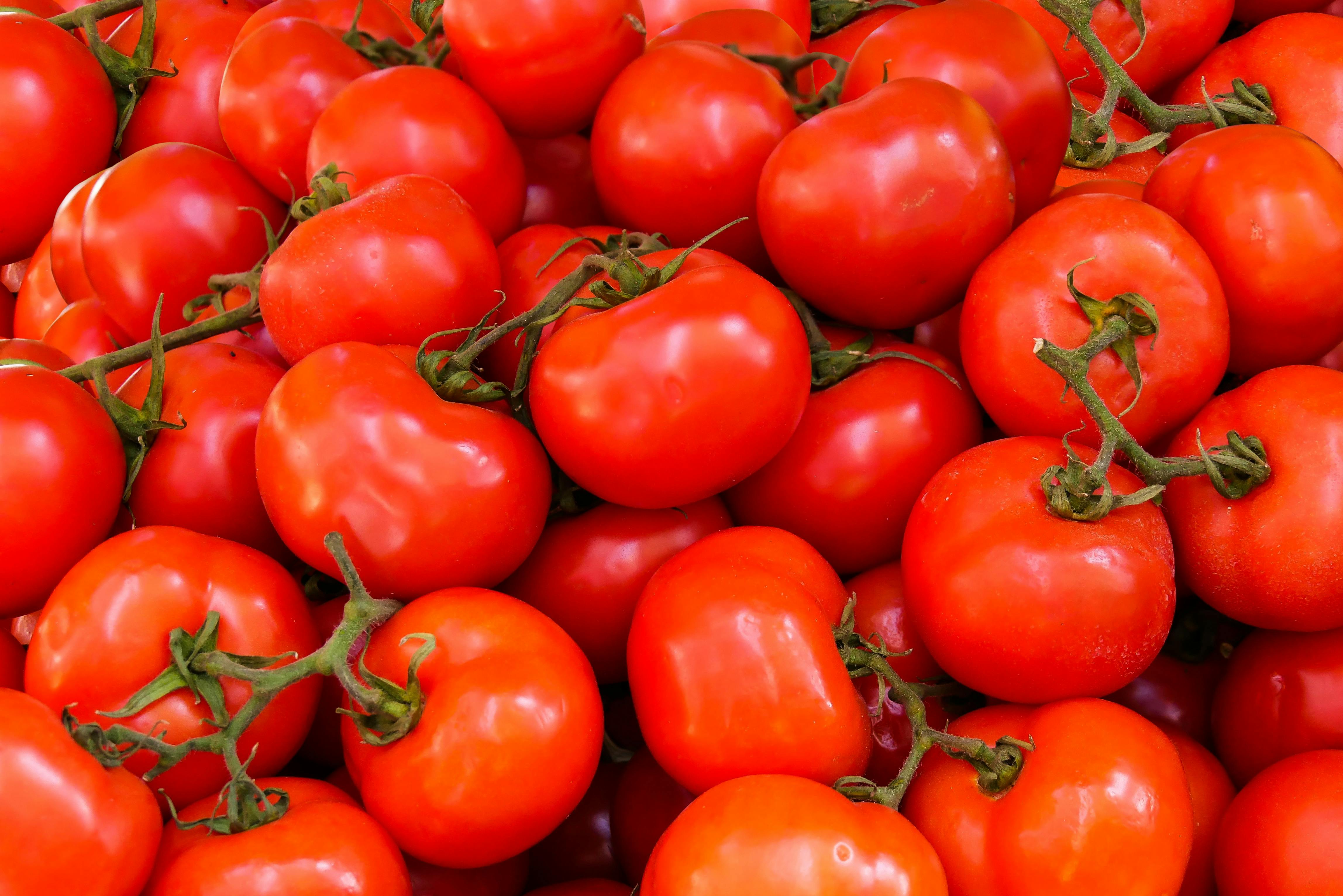tomato history