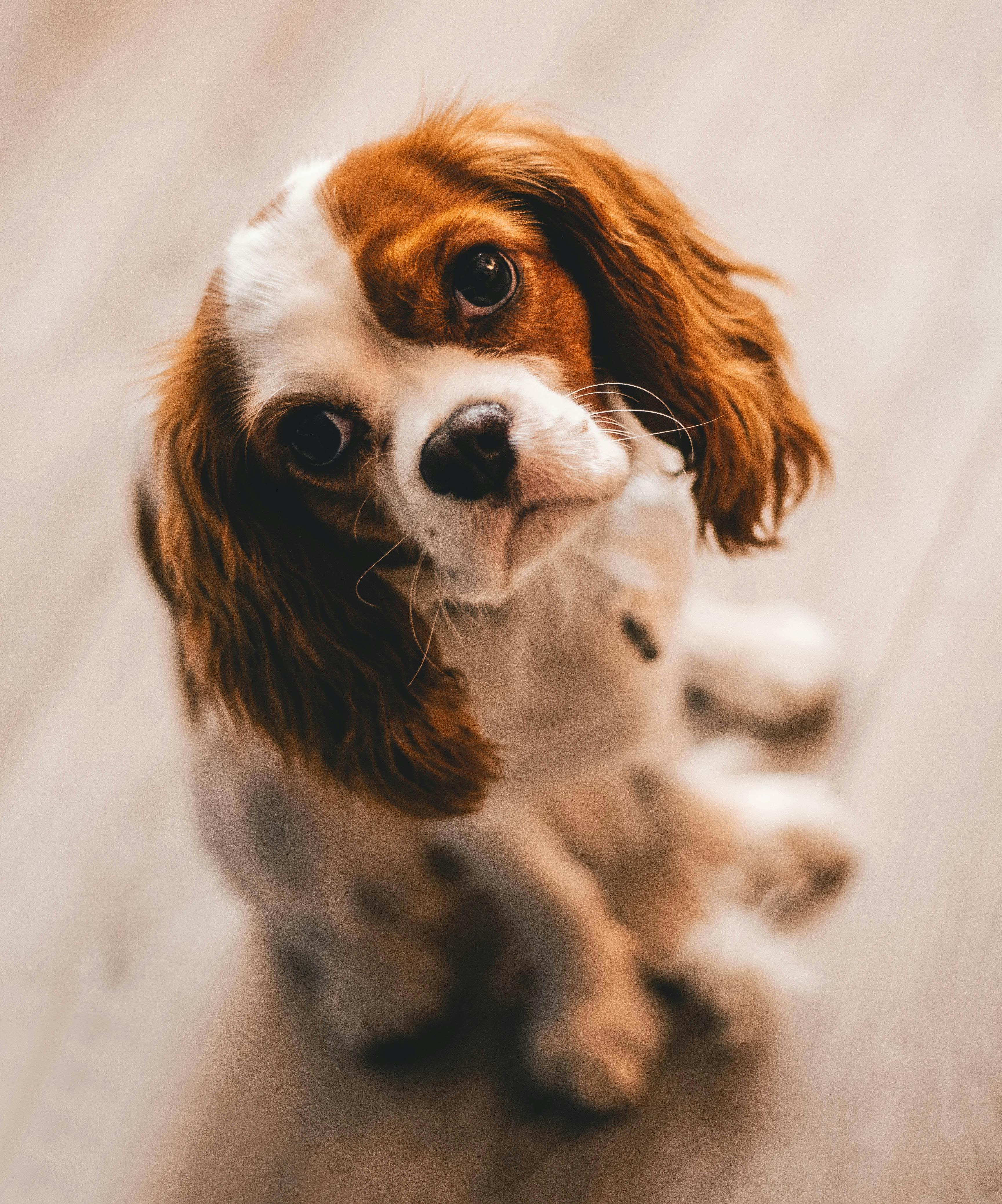 global dog population