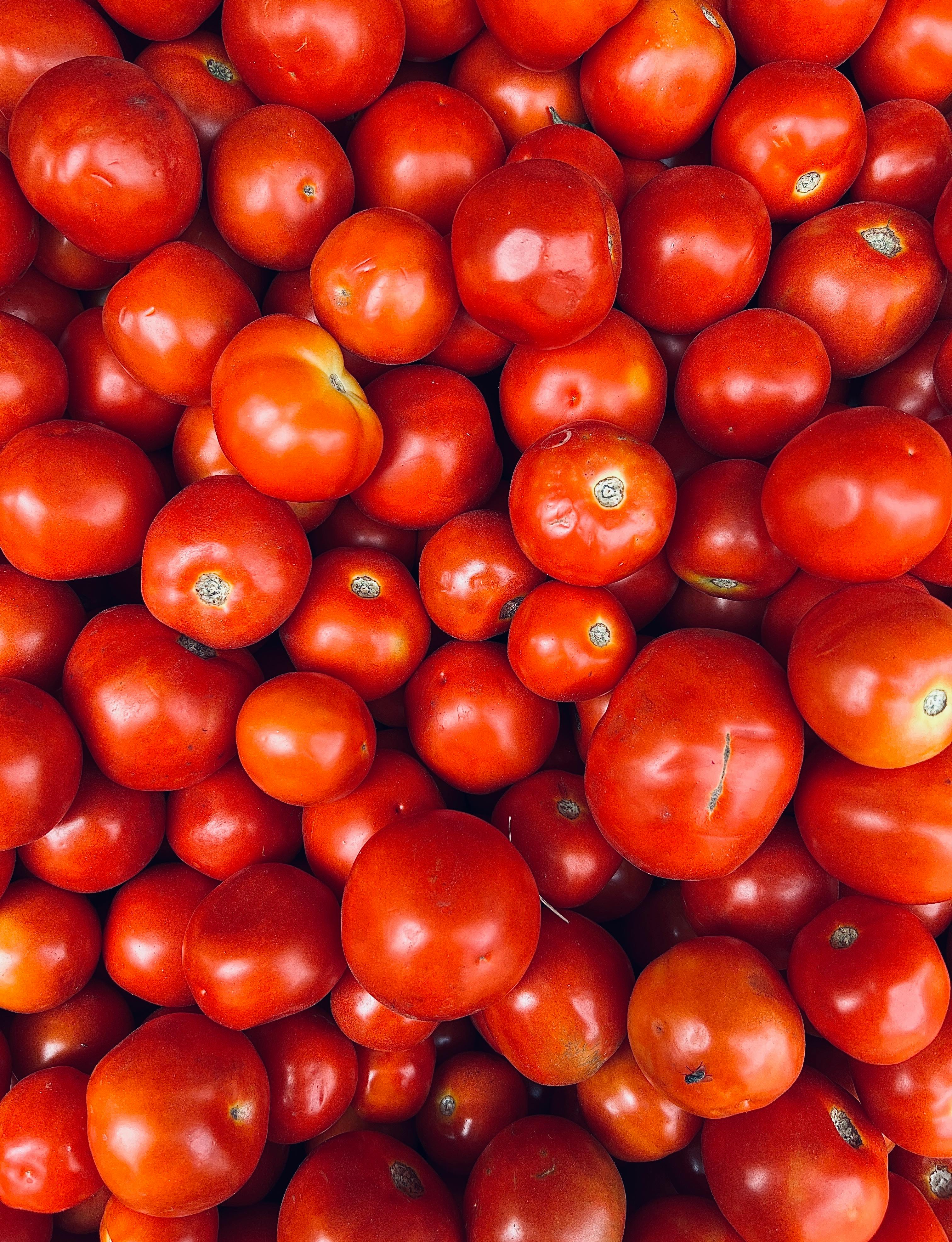 tomato history