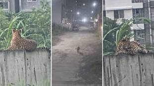CCTV: Leopard sighted again in Charholi Pimpri Chinchwad