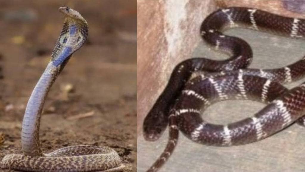 Increasing incidents of poisonous snake bites in Kalyan Dombivali
