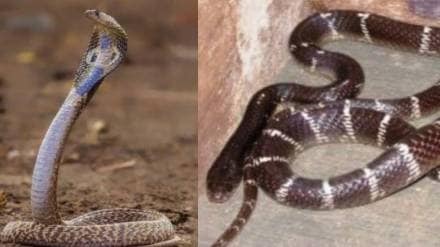 Increasing incidents of poisonous snake bites in Kalyan Dombivali