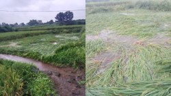 अतिवृष्टीमुळे दोन हजार हेक्टरवरील भात शेतीचे नुकसान…