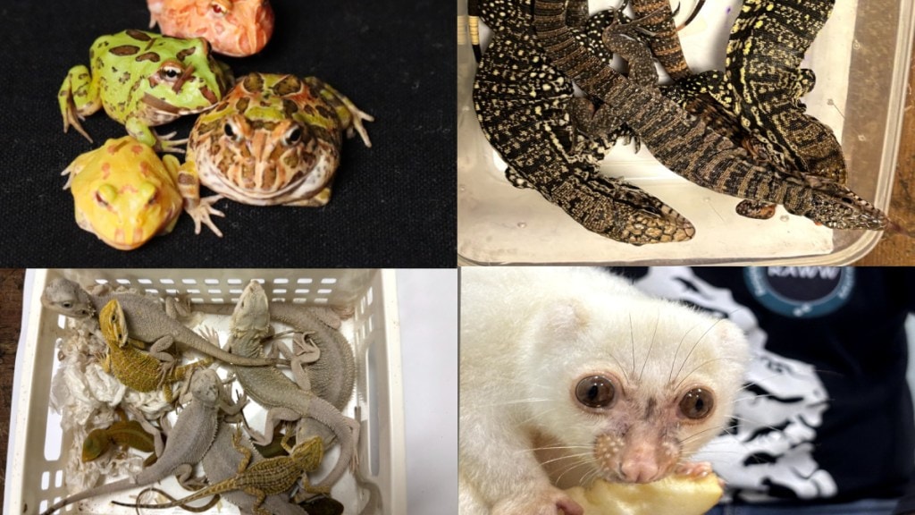 Customs department seizes rare wildlife from Mumbai airport Mumbai print news