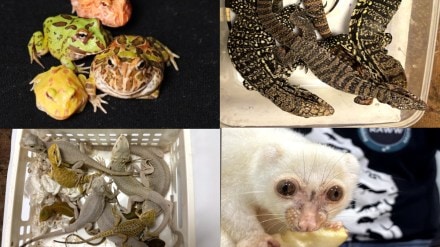 Customs department seizes rare wildlife from Mumbai airport Mumbai print news