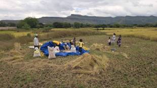 The most damage was done to the paddy fields spread over 29 thousand hectares in Igatpuri taluka