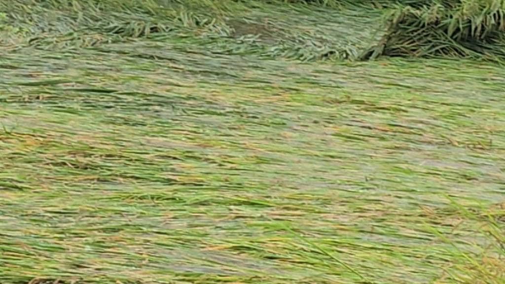 Rice crop destroyed due to stormy weather