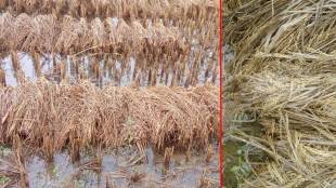 Gondia district hit by rains again; Paddy crop damaged