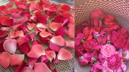 Treatment of diabetic wounds with rose petals Treatment of diabetic wounds with rose petals