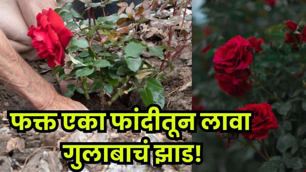 Rose cutting planted in roots starting to grow, preparing a new rose plant for a fragrant home garden.