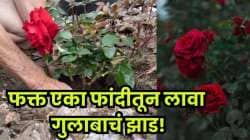 गुलाबाचं रोप नेमकं कसं लावायचं? फांदी लावण्याची आहे ‘ही’ सोपी पद्धत, जाणून घ्या…