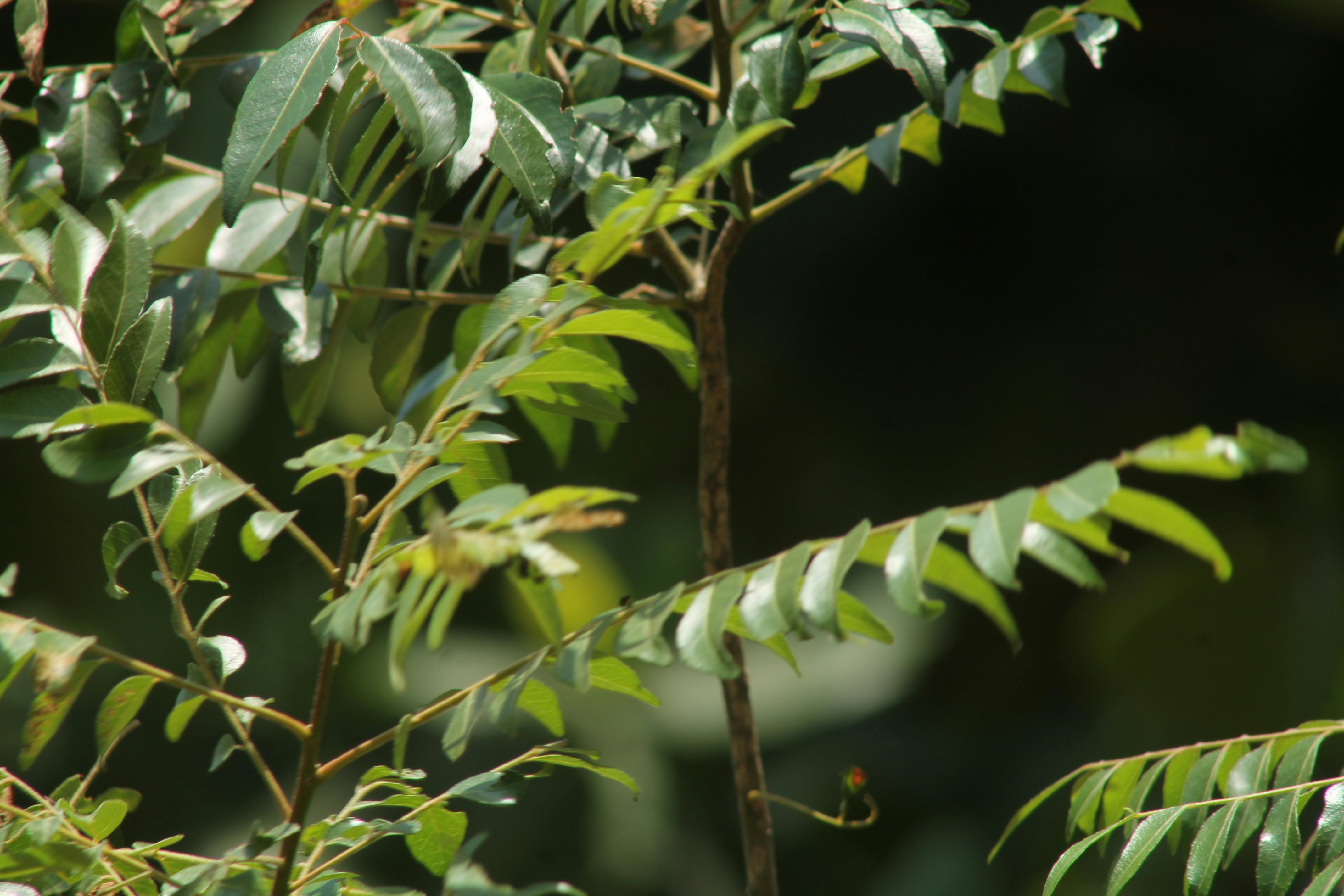 Curry leaves health benefits