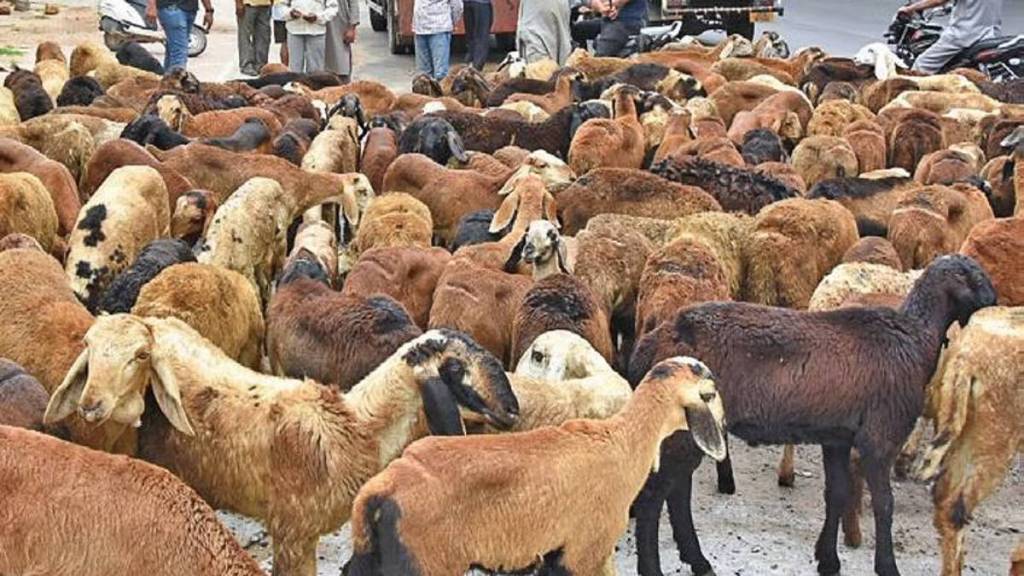 Dhangar community sheep protest