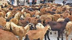 धनगर समाजाचा १६ मार्गावर मेंढ्या बसवून रस्तारोको