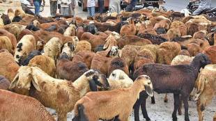 Dhangar community sheep protest