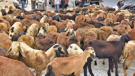 Dhangar community sheep protest