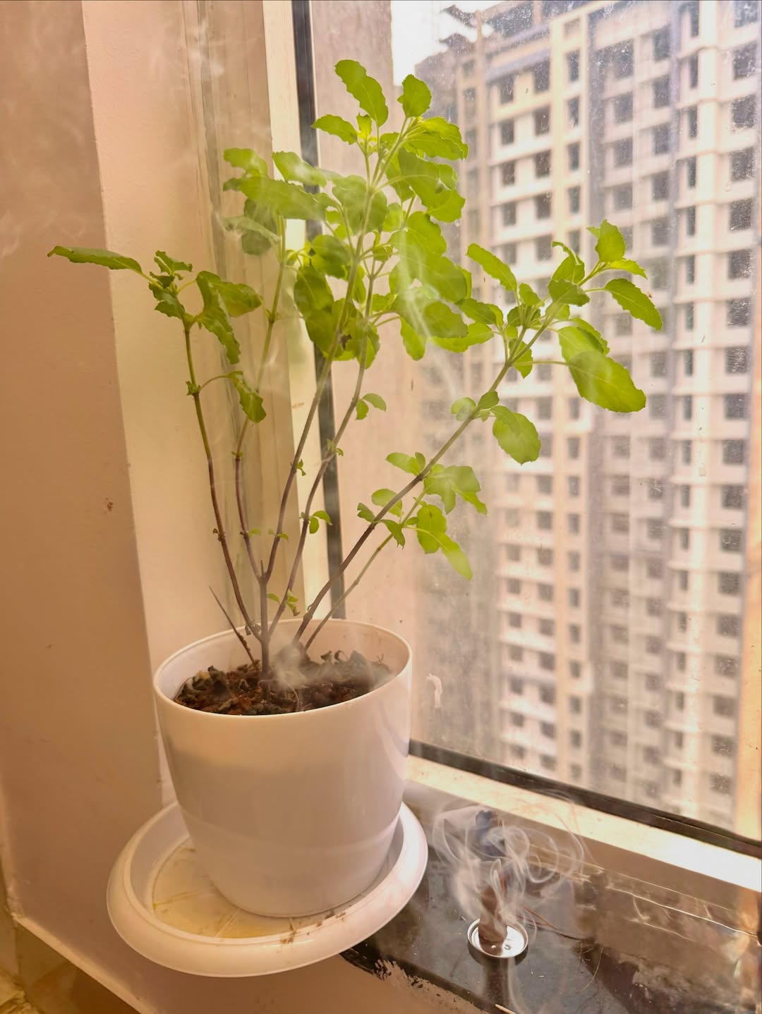 shivali parab home tour 