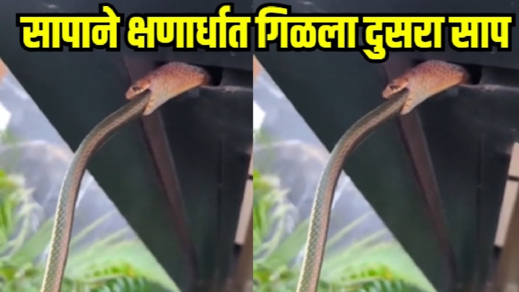 Snake Viral Video