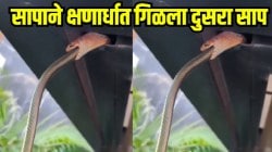 बापरे! क्षणार्धात एका सापानं गिळला जिवंत दुसरा साप; ‘हा’ Video पाहून बसेल धक्का