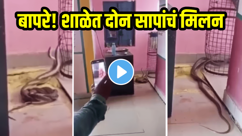 Viral Video of snakes romance in school cobras spotted in Gwalior mp shocking video viral on social media Viral Video of snakes romance in school cobras spotted in Gwalior mp shocking video viral on social media