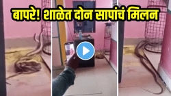 बापरे! शाळेत दोन सापांचं मिलन; पाहताच विद्यार्थी घाबरले अन्…, VIDEO होतोय व्हायरल