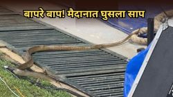 Viral Video: बापरे बाप! भारत- पाकिस्तान सामन्याआधी मैदानात घुसला साप; Video तुफान व्हायरल