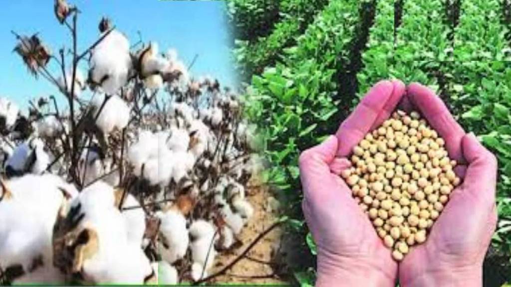 Prices of soybean cotton in private market in Parbhani are lower than the guaranteed price