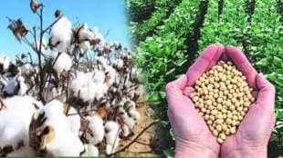 Prices of soybean cotton in private market in Parbhani are lower than the guaranteed price