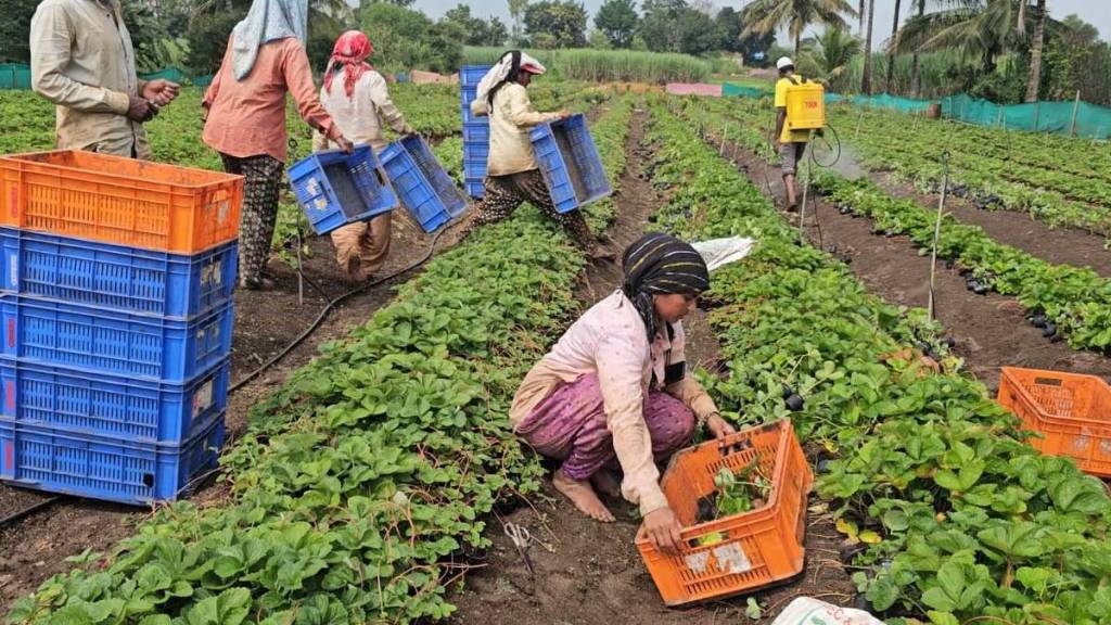 Mahabaleshwar strawberry damage