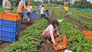Mahabaleshwar strawberry damage