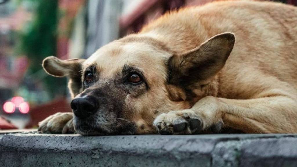 Stray dog ​​has 3.5 kg tumor in its chest; Surgery successful in nagpur
