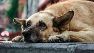 Stray dog has 3.5 kg tumor in its chest; Surgery successful in nagpur
